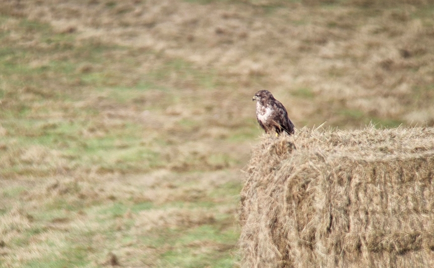 Making hay whilst the sun shines