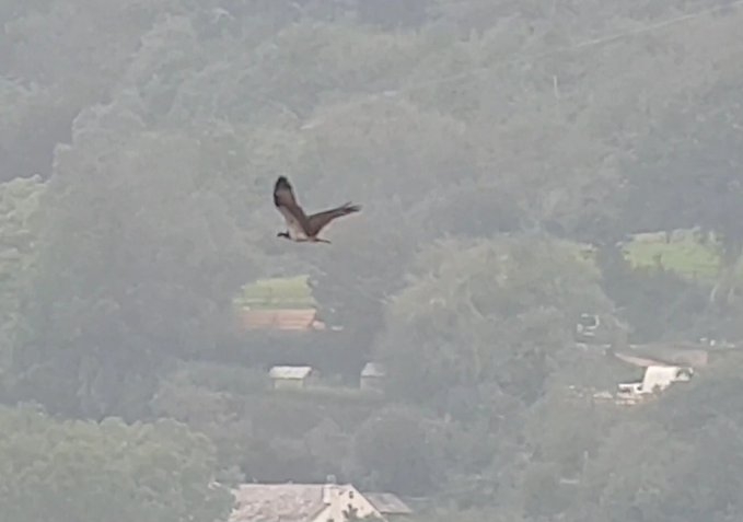 Yellowhammers and Osprey