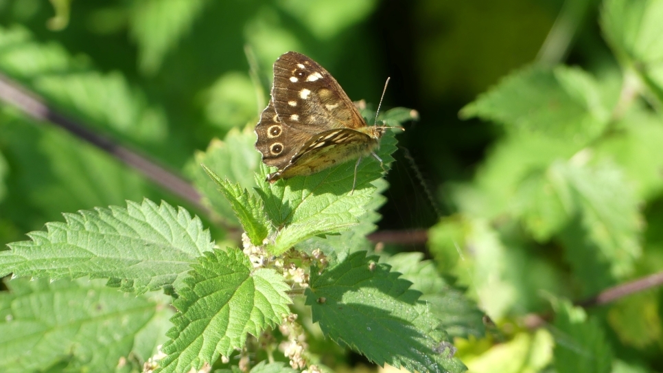 Nettles and why you shouldn't hate them