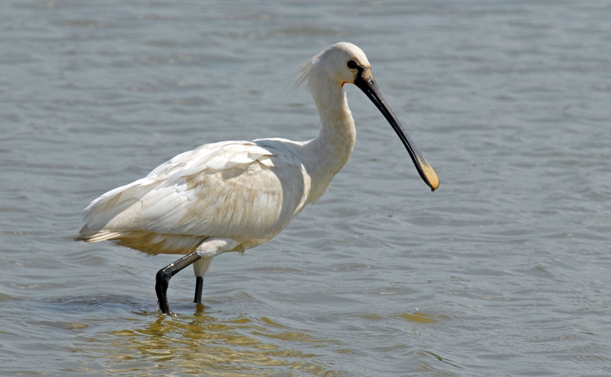 A Canteen of Spoonbills