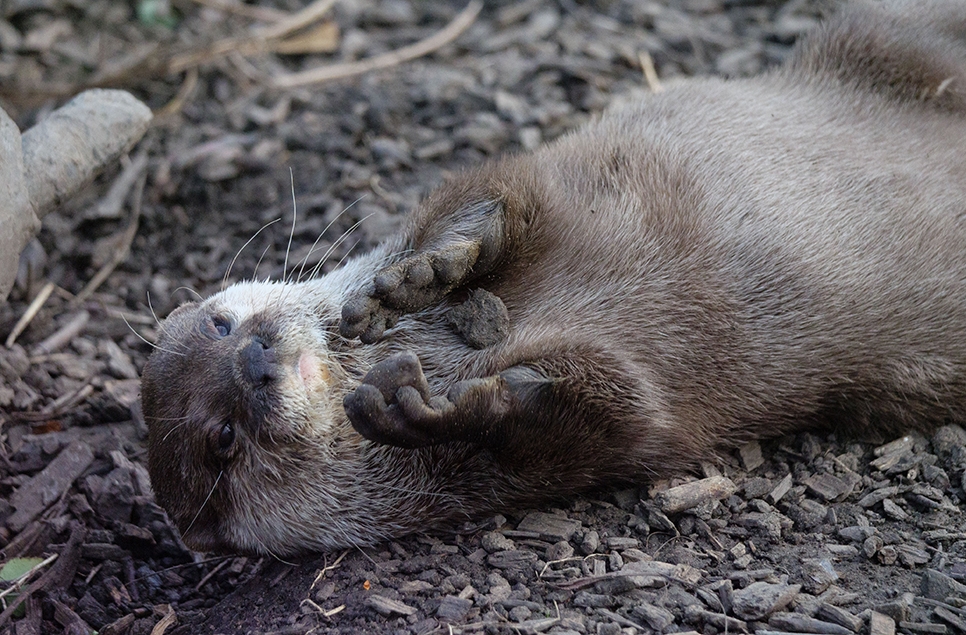 Otter juggling - Ian Henderson (1) 966x635.jpg