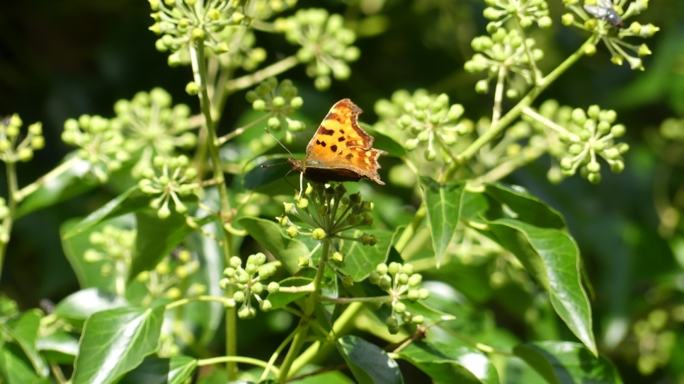 The Ivy Buffet