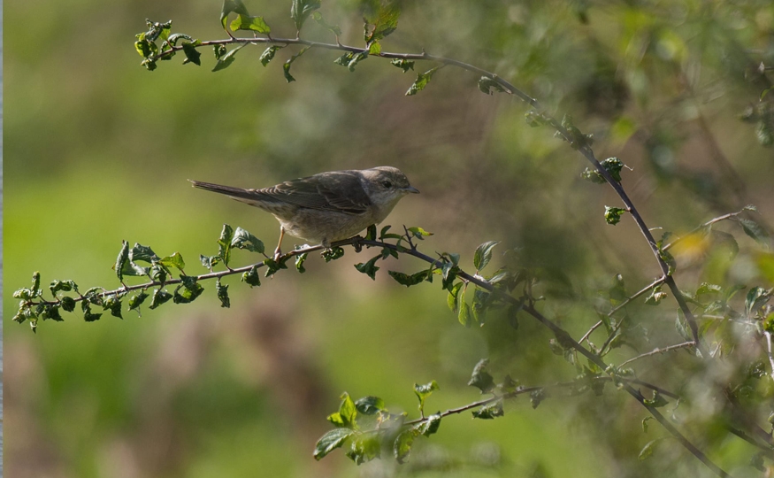 Barred Warbler still, and now a Pectoral Sandpiper joins the party