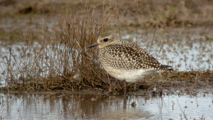 Grey plover