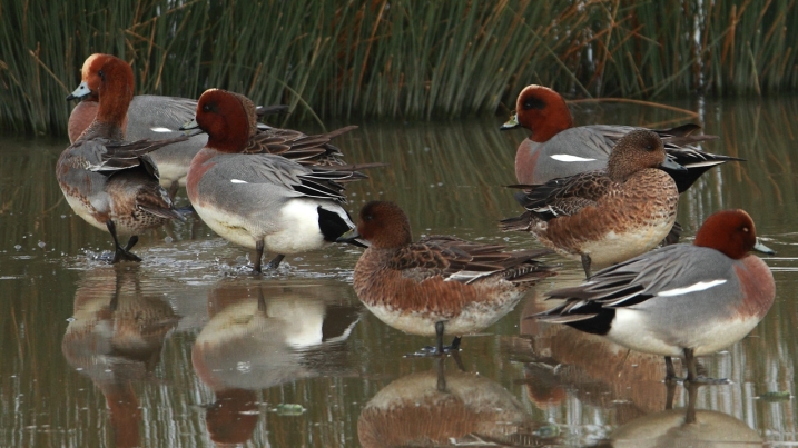 Wigeon