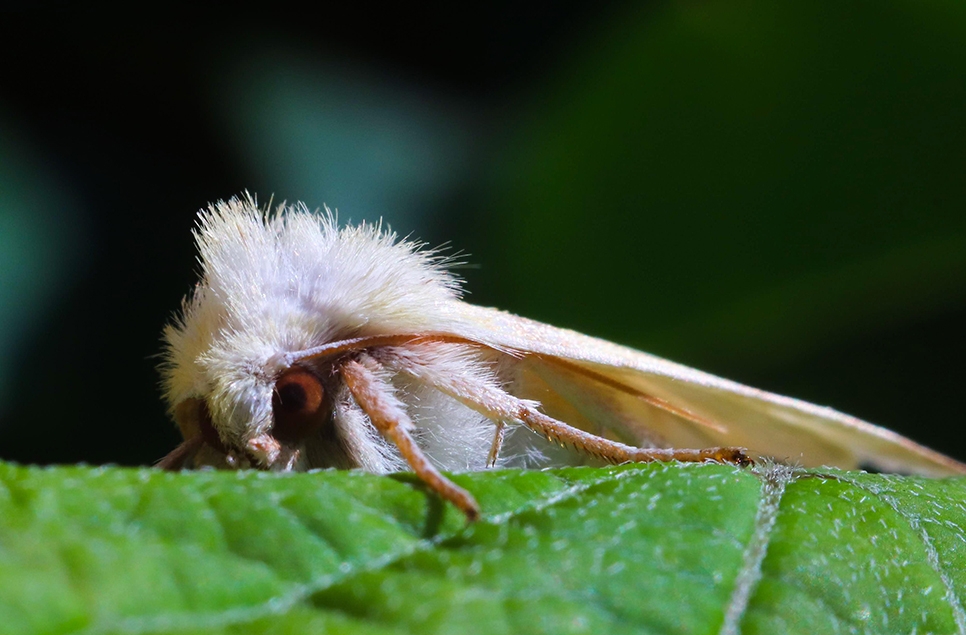 Ghost moth - Pixabay.jpg