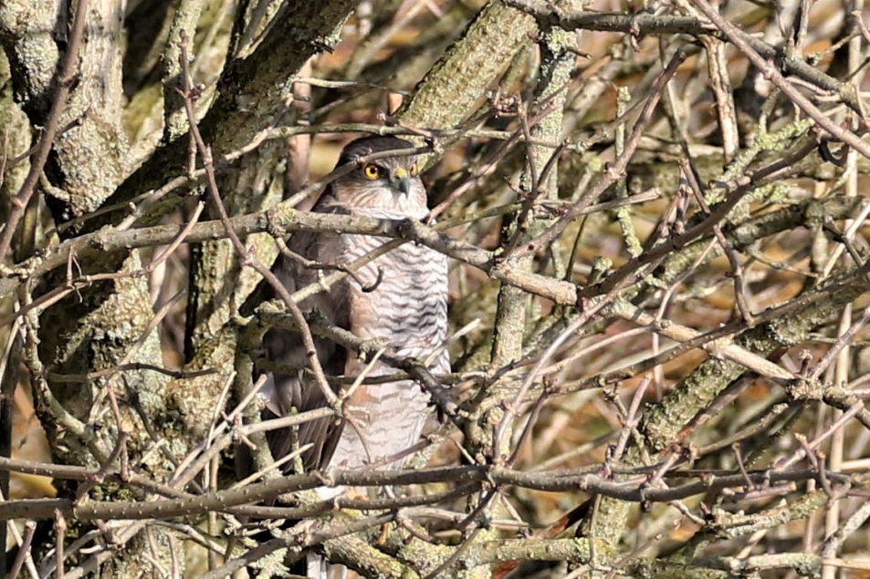 Are sparrowhawks boring? 