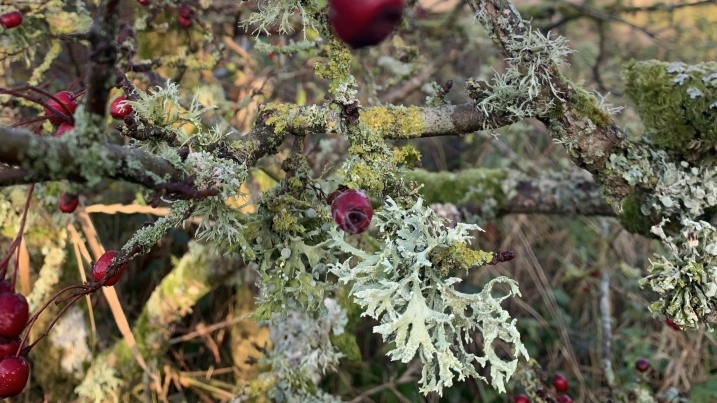 Evernia prunastri in foreground.jpg