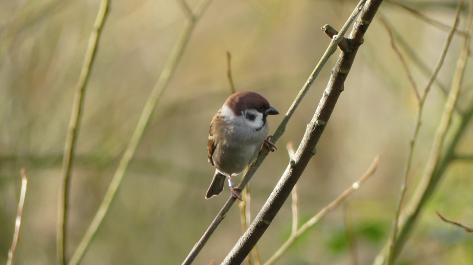 The 2024 tree sparrow season so far