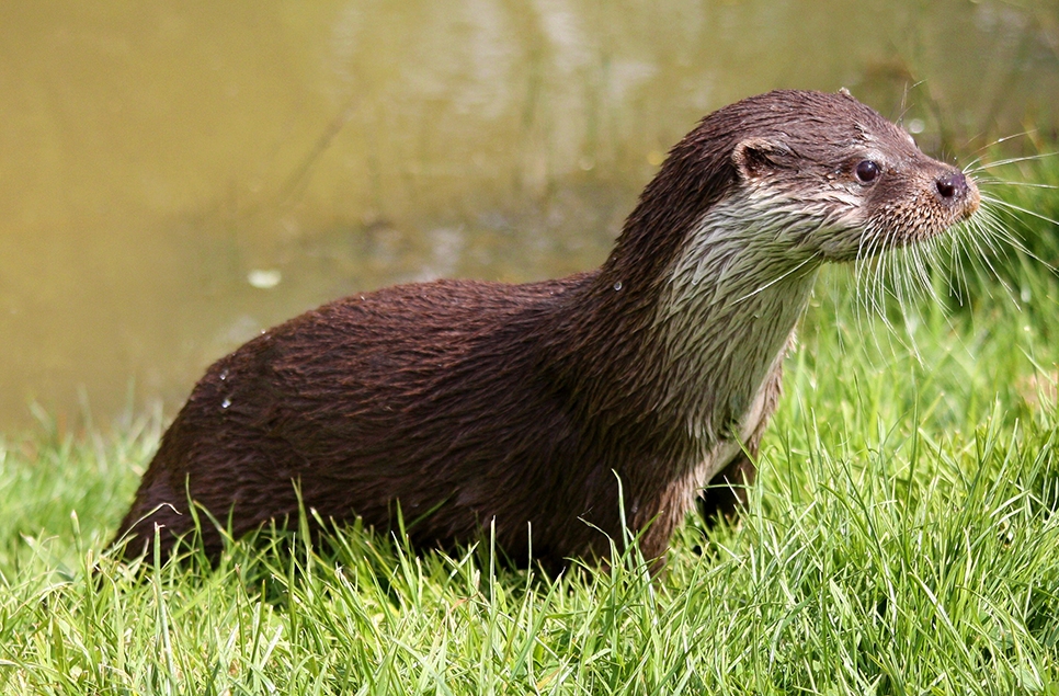 Eurasian otter - Pixabay 3.jpg