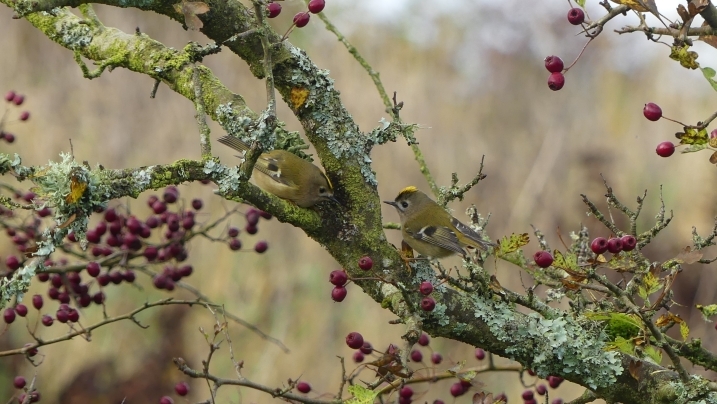 goldcrests.jpg