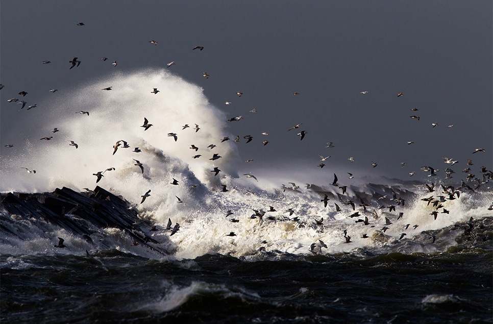 Can birds survive devastating storms?
