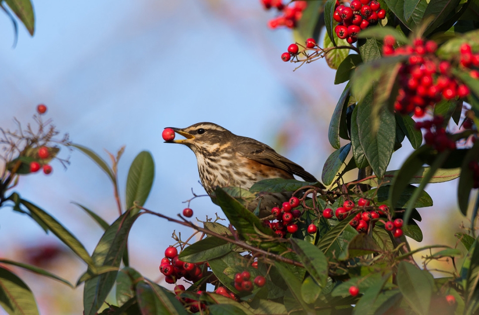 View: Feed the Birds - garden decor workshop