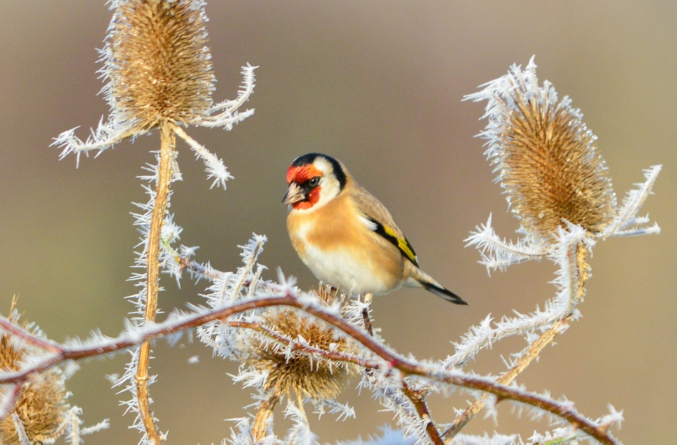 Wrap up and enjoy the gift of WWT Castle Espie this winter 