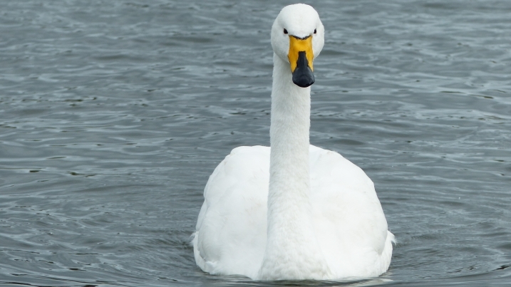 Whooper swans_credit Faith Hillier (4).jpg