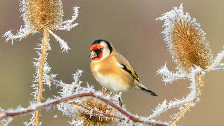 goldfinch.jpg