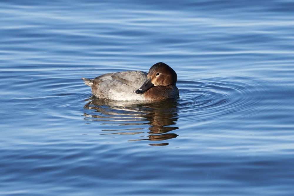 Female pochard duck on water by Kim Tarsey-scr.jpg