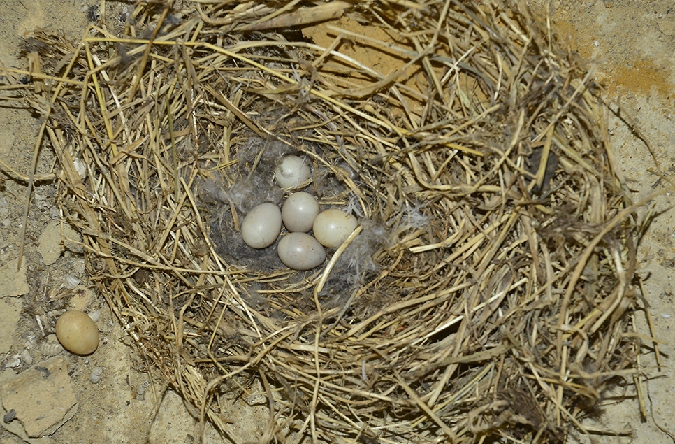 Record number of Sand martin nests at Arundel Wetland Centre