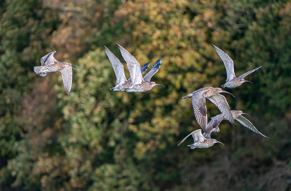 Curlew - Ian Henderson Nov 22 966x635.jpg