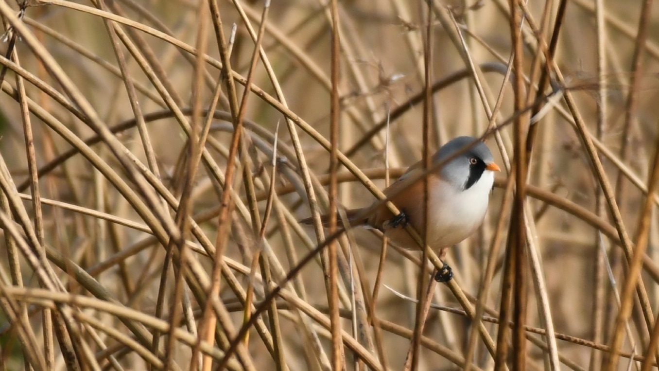 Bearded Tit male sheltered lagoon Oct31st Robert Fleming.jpg