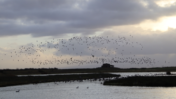 flcoks of bir flying over folly pond with slcot merse observatory behind under a gloomy sky by DP.jpg