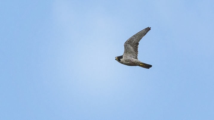 peregrine falcon credit Alex Hillier (1).jpg