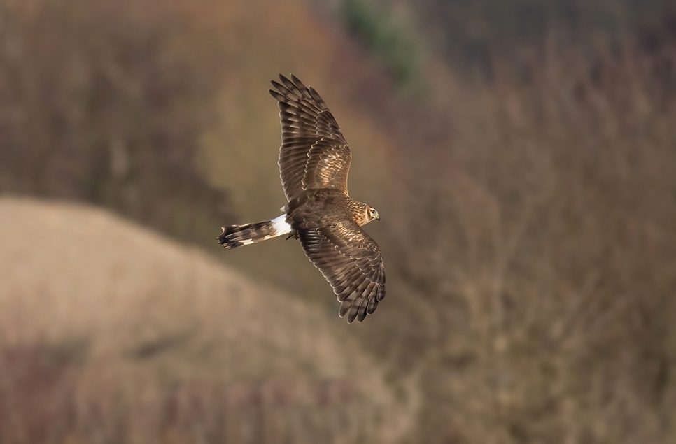 Hen harriers in the late afternoon roost