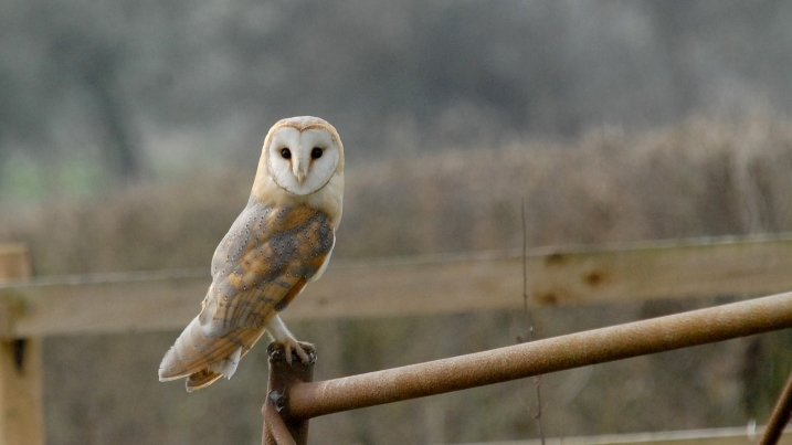 barn owl james lees.jpg