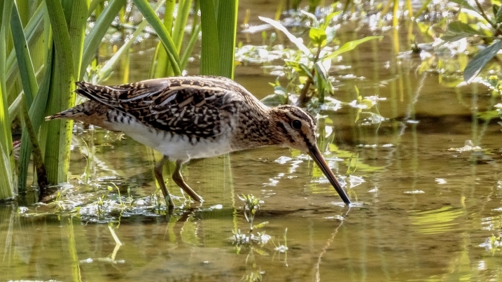 Wetland Word of the Week  28