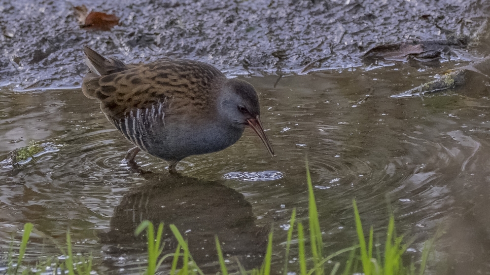 Working the office window (Bird Race Update 4)