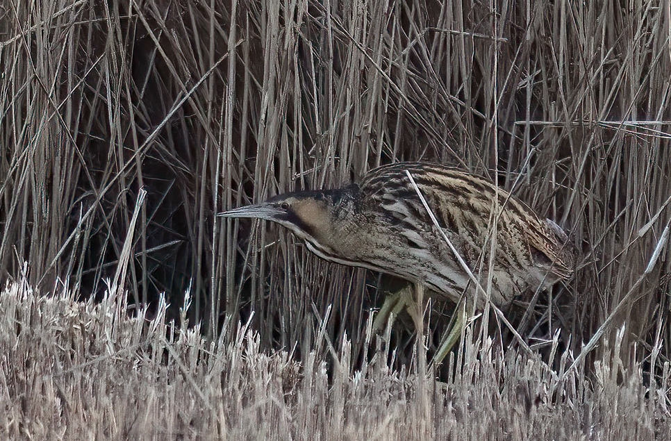 Bittern onsite