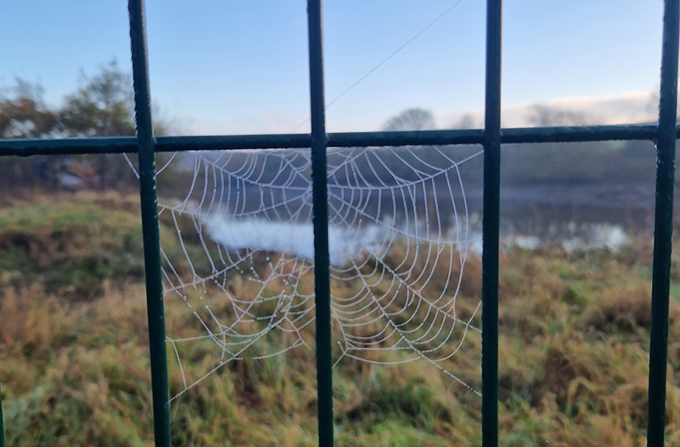 dewy orb web 966x635.jpg