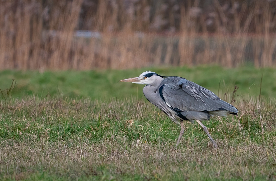 Grey heron group - Jan 24 966x635 (1).jpg