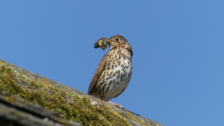 songthrush with snail JC.JPG