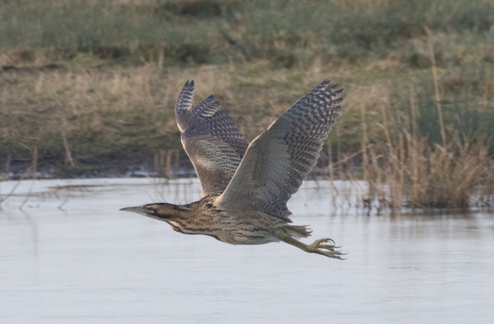 Bittern was back on World Wetlands Day