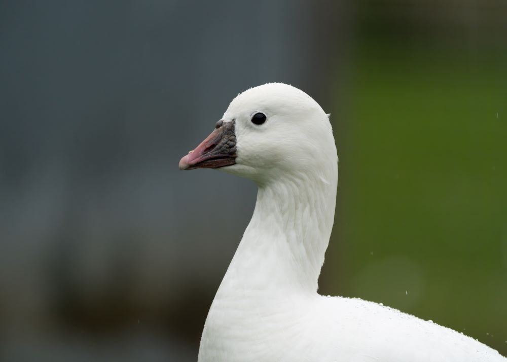 Unmissable up-close encounters with our birds: the new walk-in aviary is here!