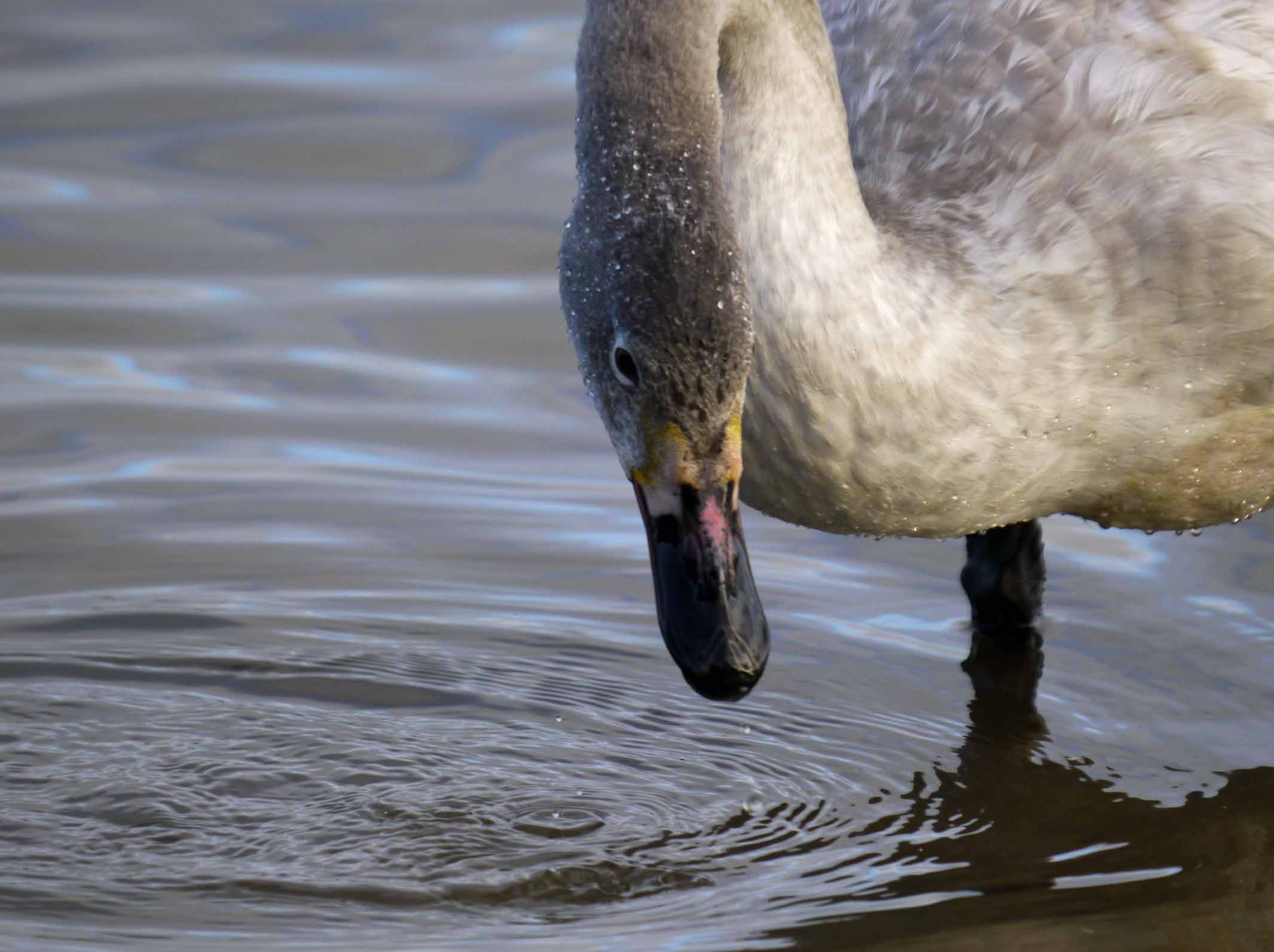 Bewick's Swans count down to 65