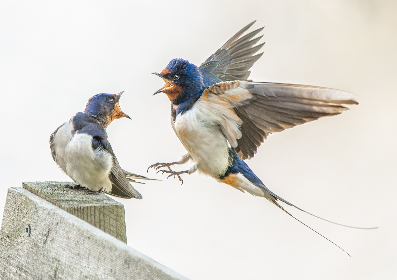 Bruce Liggitt Swallow photo.jpg