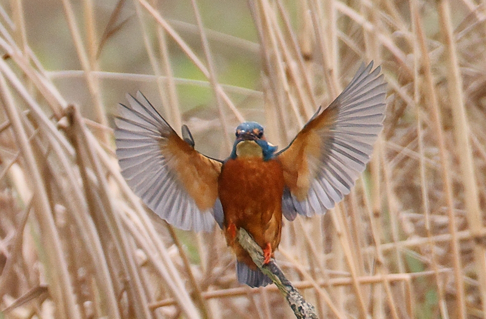 AR Kingfisher 966x635Mike Jerome.jpg