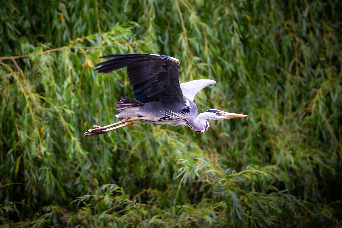 View: Photography in Nature: Birds in Flight 