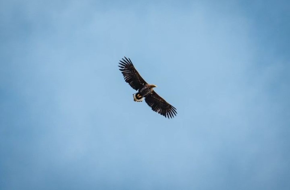 White tailed eagles and kingfishers