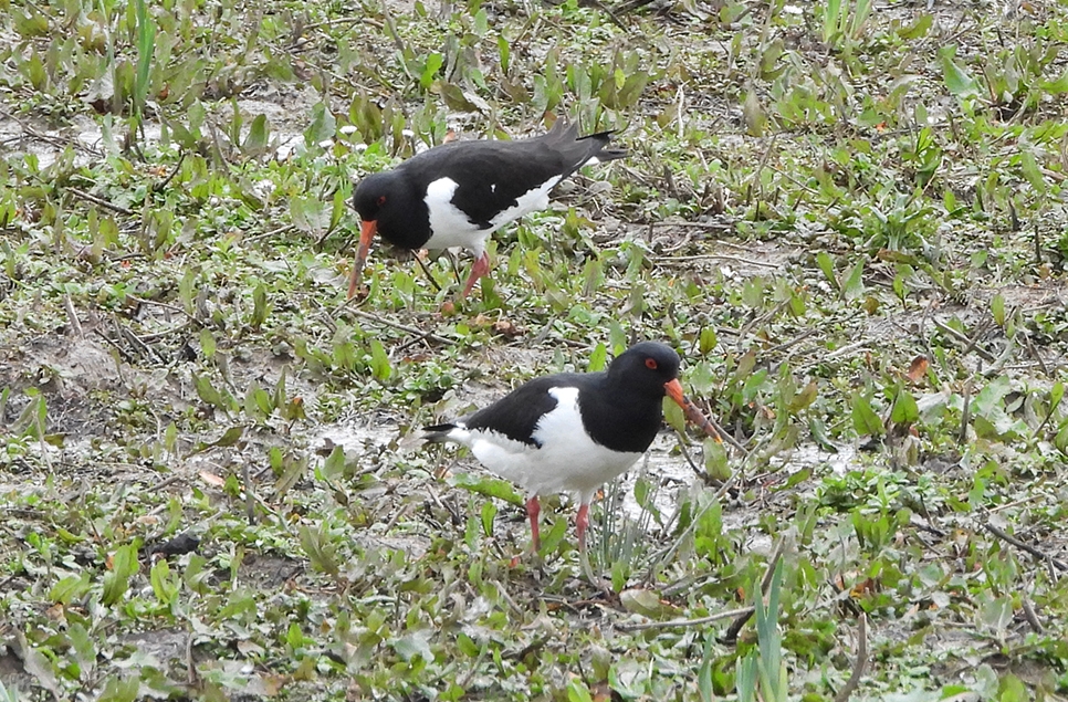 Bittern, kingfishers, lapwings & oystercatchers