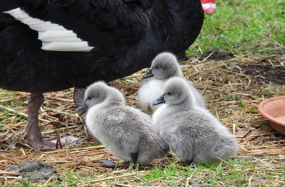 New black swan cygnets hatch at WWT Washington