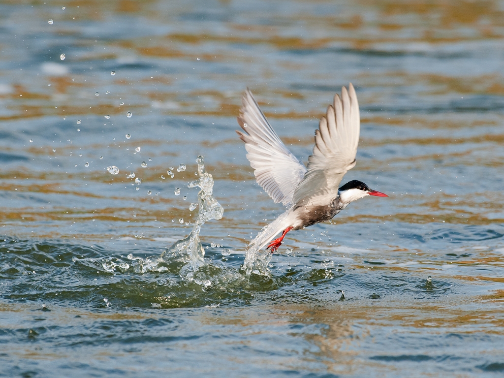 Common tern taking off out of the water.