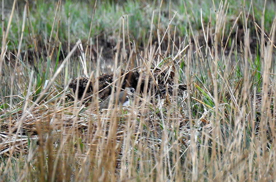 Lapwing on nest RE March 24.jpg