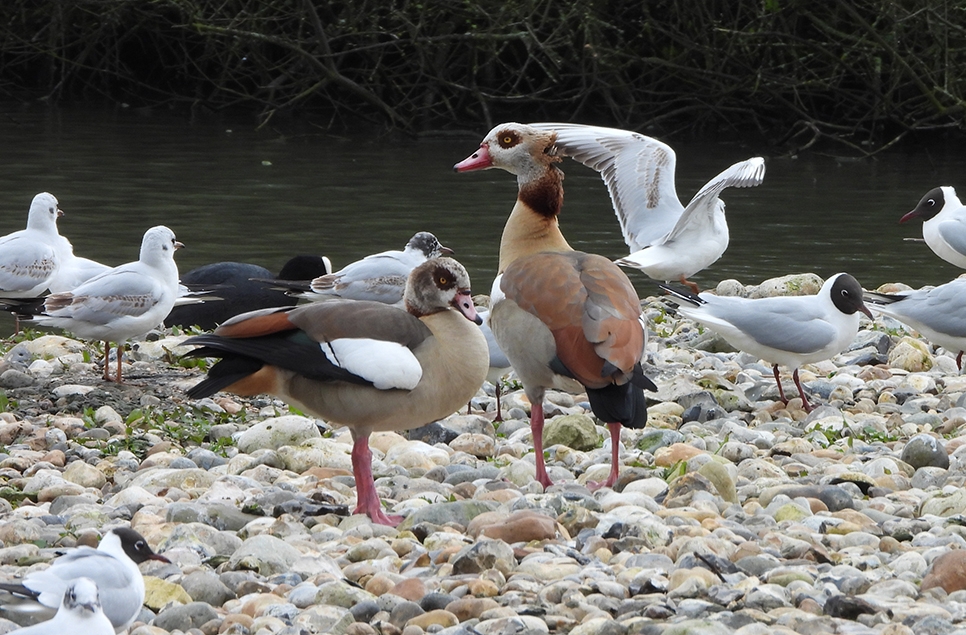 Spring birds on the nest