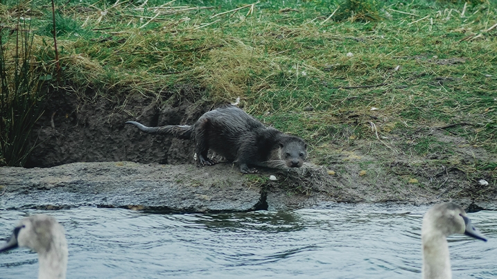 An otter on the edge of a body of water with mute swans