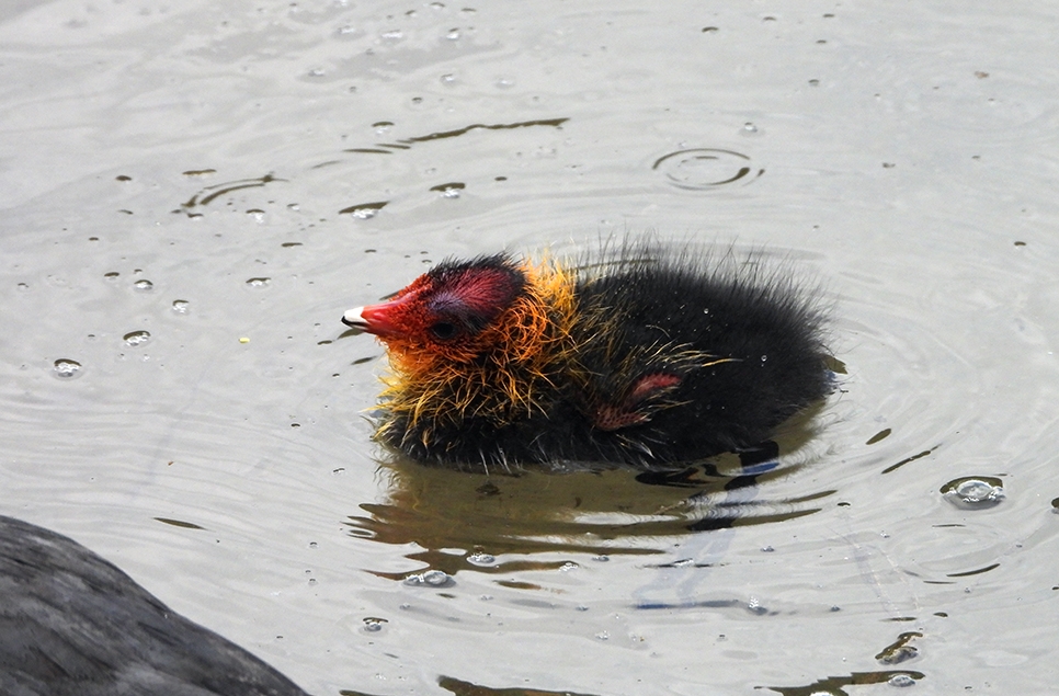 coot chick AR ABUrn 966x635.jpg