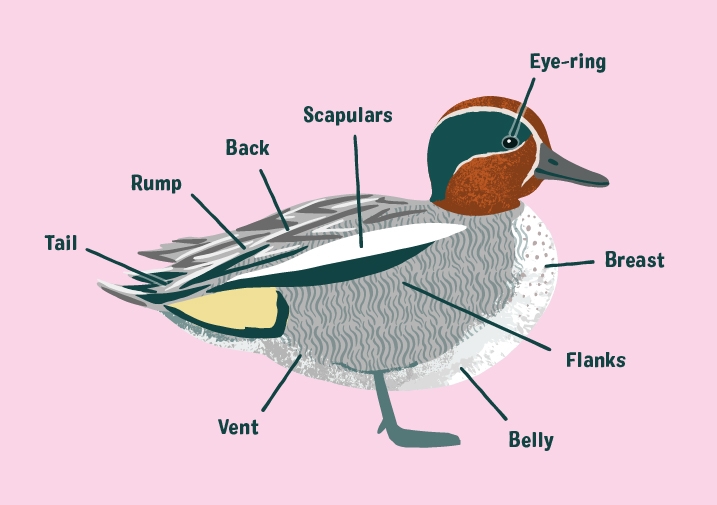 A labelled illustrated guide of the parts of a bird's body