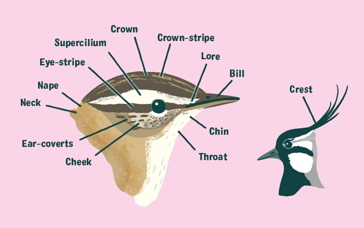 A labelled illustrated guide to the parts of the head of a bird